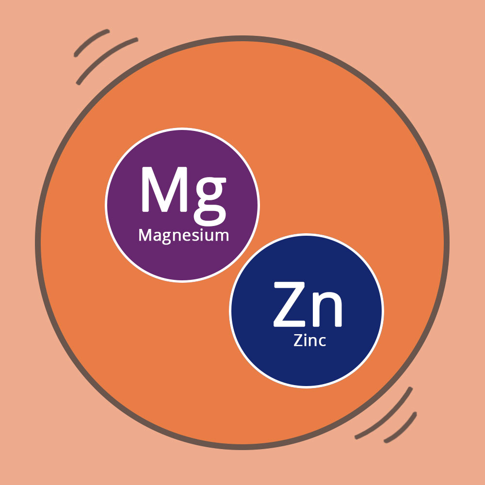 The link between zinc and magnesium
